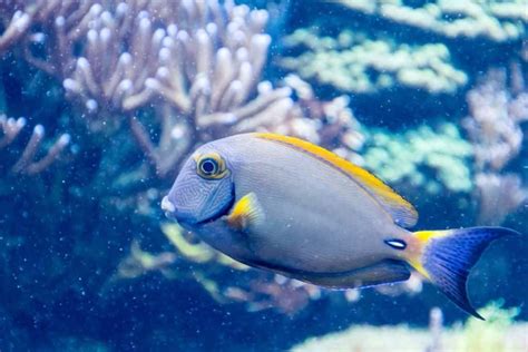is fish wet|Are Fish Wet When They Are Underwat.